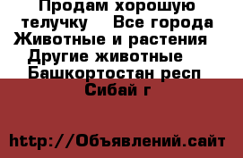 Продам хорошую телучку. - Все города Животные и растения » Другие животные   . Башкортостан респ.,Сибай г.